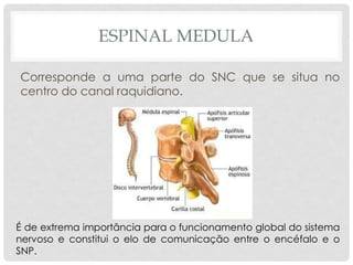 ESPINAL MEDULA 
Corresponde a uma parte do SNC que se situa no centro do canal raquidiano. 
É de extrema importância para o funcionamento global do sistema nervoso e constitui o elo de comunicação entre o encéfalo e o SNP.  