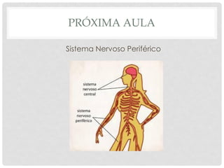 PRÓXIMA AULA 
Sistema Nervoso Periférico 