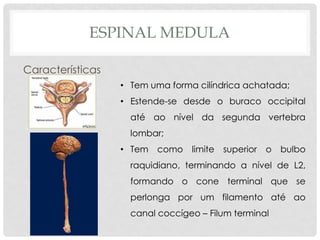 Características 
•Tem uma forma cilíndrica achatada; 
•Estende-se desde o buraco occipital até ao nível da segunda vertebra lombar; 
•Tem como limite superior o bulbo raquidiano, terminando a nível de L2, formando o cone terminal que se perlonga por um filamento até ao canal coccígeo – Filum terminal 
ESPINAL MEDULA  
