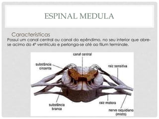 Características 
Possui um canal central ou canal do epêndimo, no seu interior que abre- se acimo do 4º ventrículo e perlonga-se até ao filum terminale. 
ESPINAL MEDULA  
