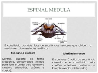 É constituída por dois tipos de substâncias nervosas que dividem a medula em duas metades simétricas. 
Substancia Cinzenta 
Central, disposta de forma crescente, concavidade voltada para fora e unida pela comissura cinzenta (dendritos, axónios e corpos). 
Substância Branca 
Encontra-se à volta da substância cinzenta e é constituído pelos cordões anteriores, posteriores e laterais (axónios mielinizados). 
ESPINAL MEDULA  