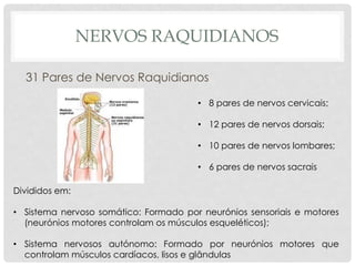 NERVOS RAQUIDIANOS 
31 Pares de Nervos Raquidianos 
•8 pares de nervos cervicais; 
•12 pares de nervos dorsais; 
•10 pares de nervos lombares; 
•6 pares de nervos sacrais 
Divididos em: 
•Sistema nervoso somático: Formado por neurónios sensoriais e motores (neurónios motores controlam os músculos esqueléticos); 
•Sistema nervosos autónomo: Formado por neurónios motores que controlam músculos cardíacos, lisos e glândulas  