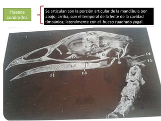 Huesos
cuadrados
Se articulan con la porción articular de la mandíbula por
abajo; arriba, con el temporal de la lente de la cavidad
timpánica; lateralmente con el hueso cuadrado yugal.
 