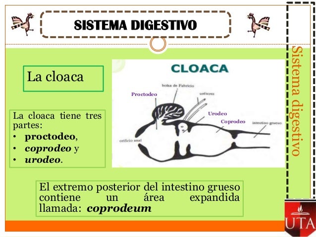 Anatomia Aviar, Gonzalez Ivan