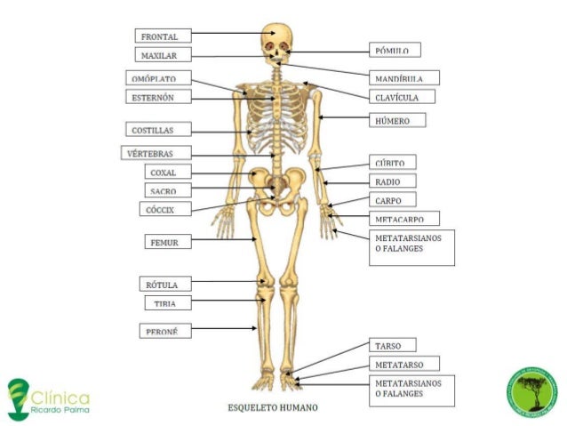 Resultado de imagen para anatomia basica