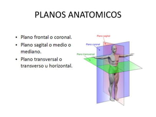 PLANOS ANATOMICOS 
 