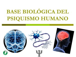 BASE BIOLÓGICA DEL
PSIQUISMO HUMANO
 