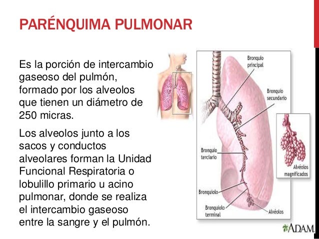 anatomia-basica-del-s-respiratorio