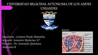 UNIVERSIDAD REGIONAL AUTONOMA DE LOS ANDES
UNIANDES
Estudiante : Carmen Prado Matamba
Segundo Semestre Medicina “C”
Docente : Dr. Armando Quintana.
Anatomía II
BAZOS
 