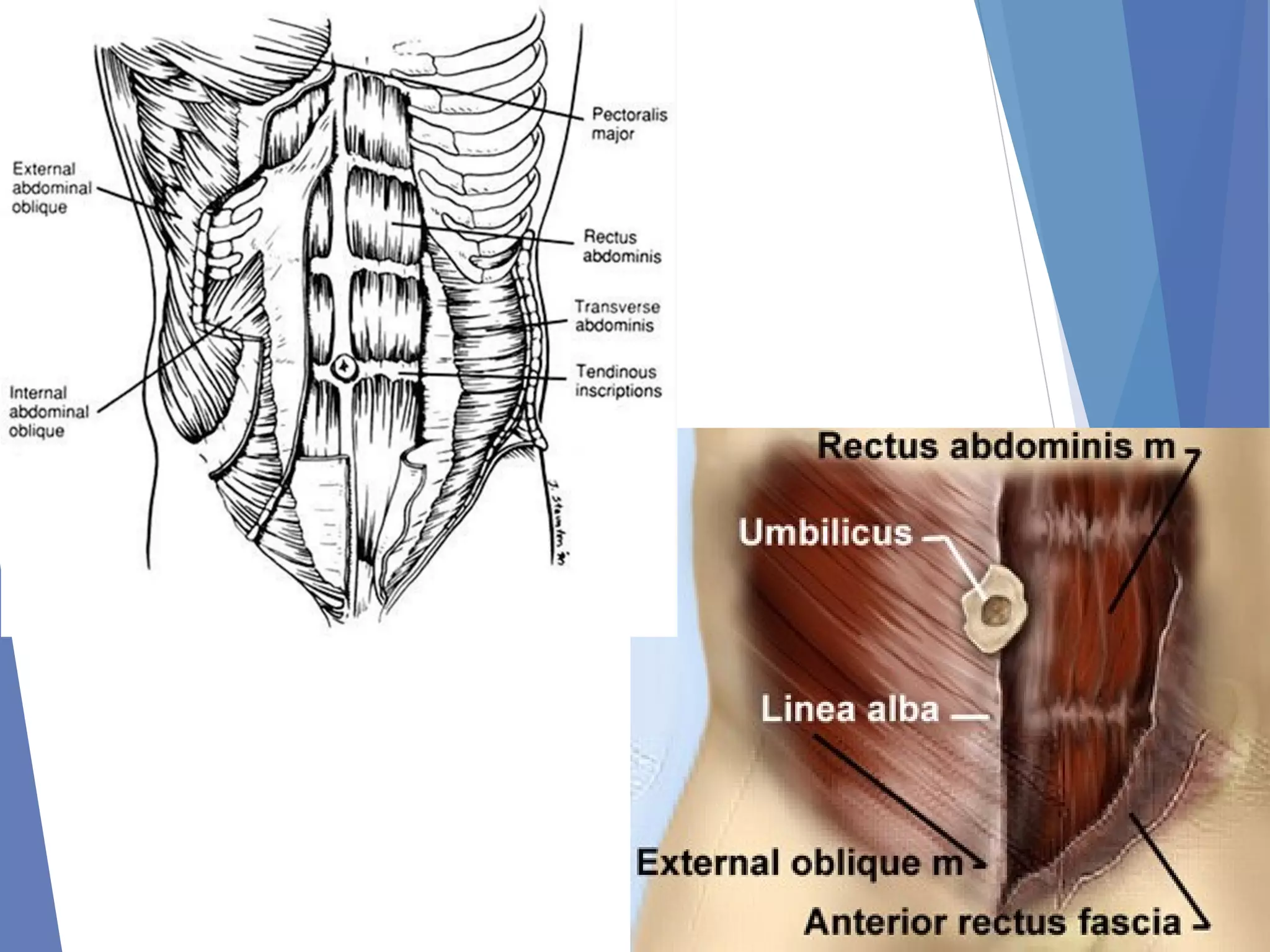 Abdominal incision and abdominal anatomy | PPT