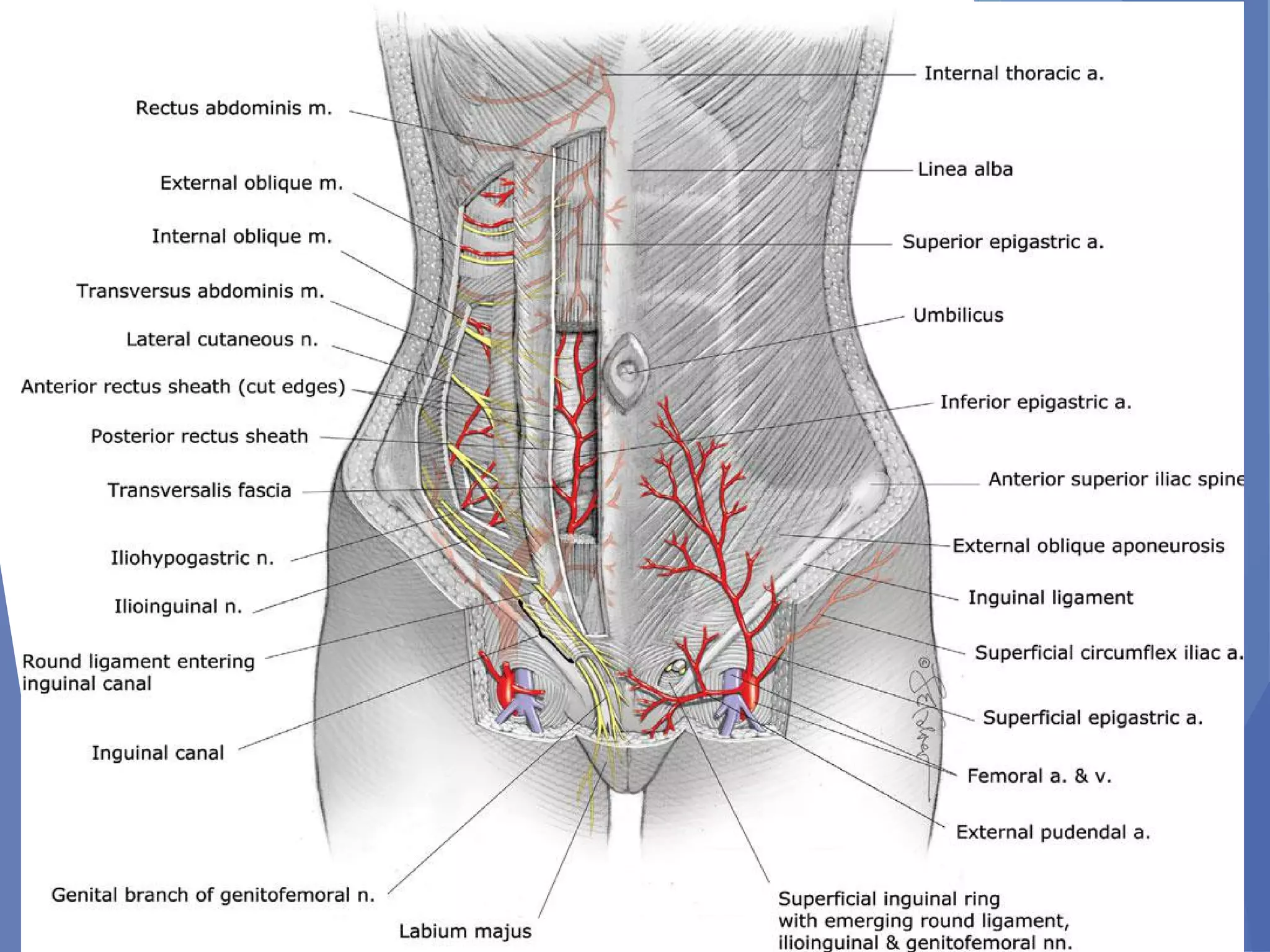 Abdominal incision and abdominal anatomy | PPT