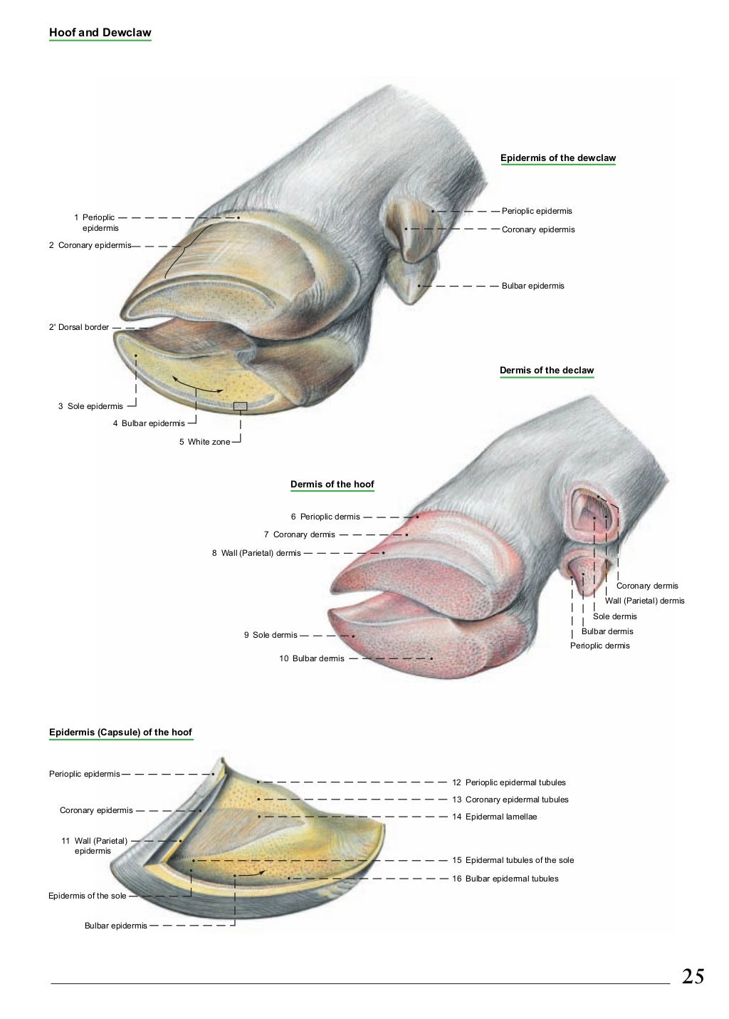 Anatomia bovinos