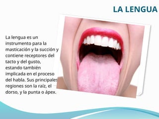 LA LENGUA
La lengua es un
instrumento para la
masticación y la succión y
contiene receptores del
tacto y del gusto,
estando también
implicada en el proceso
del habla. Sus principales
regiones son la raíz, el
dorso, y la punta o ápex.
 