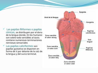  Las papilas filiformes o papilas
cónicas, se distribuyen por el dorso
de la lengua donde, En los humanos
son sobre todo sensibles al tacto.
contiene numerosas terminaciones
nerviosas sensoriales
 Las papilas caliciformes son
papilas gustativa se disponen en
forma de V por delante de la raíz de
la lengua y del surco terminal.
 