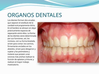 ORGANOS DENTALES
Los dientes forman dos arcadas
que separan el vestíbulo de la
cavidad oral propiamente dicha.
En el hombre se alinean sin dejar
prácticamente espacios de
separación entre ellos. La forma
de los dientes viene determinada
por sus funciones, así, los
incisivos, con su forma biselada,
sirven para cortar; los caninos,
firmemente anclados en los
alveolos, sirven para desgarrar y
sujetar y los premolares y
molares que poseen unas
coronas más anchas realizan la
función de aplastar y triturar, y
realizan el mayor trabajo
masticatorio.
 