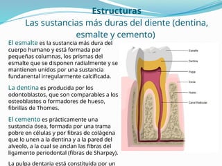 Estructuras
Las sustancias más duras del diente (dentina,
esmalte y cemento)
El esmalte es la sustancia más dura del
cuerpo humano y está formada por
pequeñas columnas, los prismas del
esmalte que se disponen radialmente y se
mantienen unidos por una sustancia
fundanental irregularmente calcificada.
La dentina es producida por los
odontoblastos, que son comparables a los
osteoblastos o formadores de hueso,
fibrillas de Thomes.
El cemento es prácticamente una
sustancia ósea, formada por una trama
pobre en células y por fibras de colágena
que lo unen a la dentina y a la pared del
alveolo, a la cual se anclan las fibras del
ligamento periodontal (fibras de Sharpey).
La pulpa dentaria está constituida por un
 