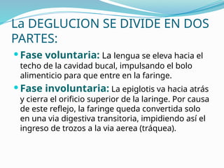 La DEGLUCION SE DIVIDE EN DOS
PARTES:
 Fase voluntaria: La lengua se eleva hacia el
techo de la cavidad bucal, impulsando el bolo
alimenticio para que entre en la faringe.
 Fase involuntaria: La epiglotis va hacia atrás
y cierra el orificio superior de la laringe. Por causa
de este reflejo, la faringe queda convertida solo
en una via digestiva transitoria, impidiendo así el
ingreso de trozos a la via aerea (tráquea).
 