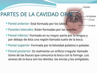 PARTES DE LA CAVIDAD ORAL
 Pared anterior: Está formada por los labios.
 Paredes laterales: Están formadas por las mejillas.
 Pared inferior: Formada en su mayor parte por la lengua y
por debajo de ésta una región llamada suelo de la boca.
 Pared superior: Formada por la bóvedad palatina o paladar.
 Pared posterior: Es realmente un orificio irregular llamado
itsmo de las fauces que comunica la boca con la faringe. Los
anexos de la boca son los dientes, las encías y las amígdalas.
 