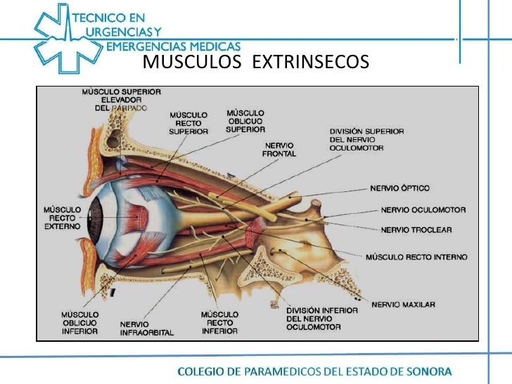Musculos extrinsecos e intrinsecos del ojo pdf