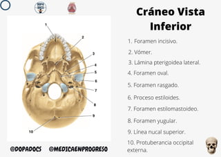 Formane Rasgado Anatomíaaaaaaaaaaaaaaaaaaaaaaaaaaaaaaaaa | PDF