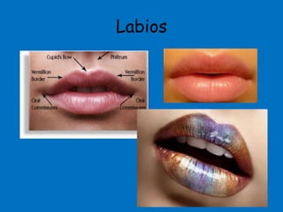 Anatomia cabeza y cuello (Cavidades) | PPTX