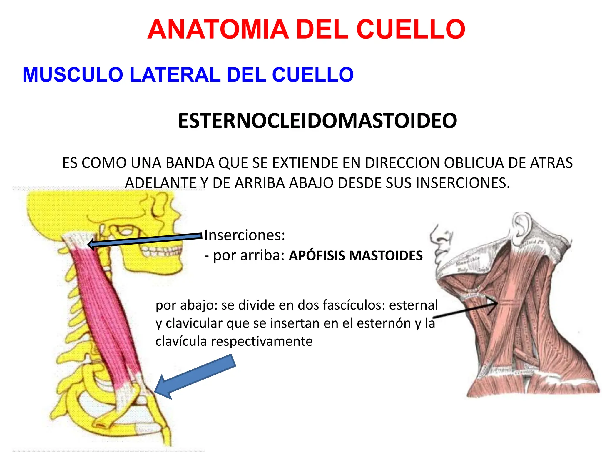 Anatomia Cabeza Y Cuello Generalidades Anatomicas ppt