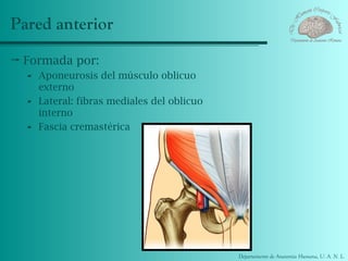 Pared anterior
 Formada por:
   - Aponeurosis del músculo oblicuo
       externo
   -   Lateral: fibras mediales del oblicuo
       interno
   -   Fascia cremastérica




                                              Departamento de Anatomía Humana, U. A. N. L.
 