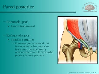 Pared posterior

 Formada por:
   - Fascia transversal

 Reforzada por:
   - Tendón conjunto
       - Formado por la unión de las
         inserciones de los músculos
         transverso del abdomen y
         oblicuo interno en la espina del
         pubis y la línea pectínea.




                                            Departamento de Anatomía Humana, U. A. N. L.
 
