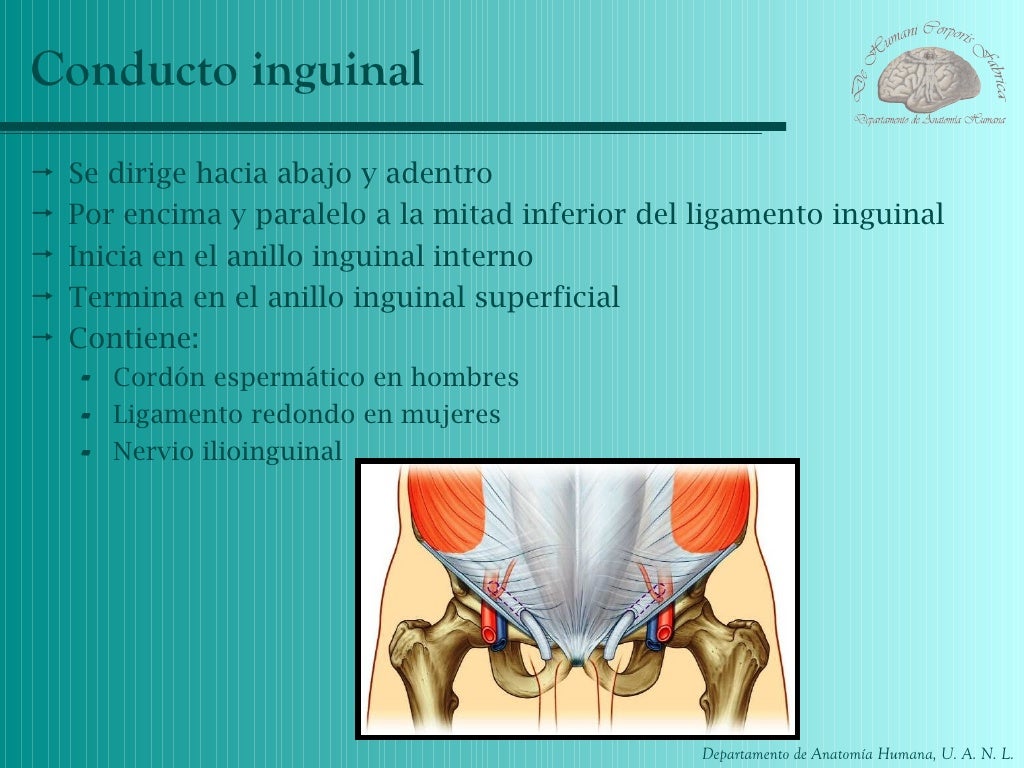 Anatomia canal inguinal
