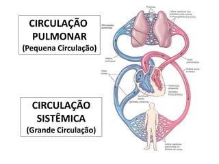 CIRCULAÇÃO
SISTÊMICA
(Grande Circulação)
CIRCULAÇÃO
PULMONAR
(Pequena Circulação)
 