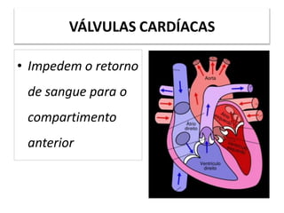 VÁLVULAS CARDÍACAS
• Impedem o retorno
de sangue para o
compartimento
anterior
 