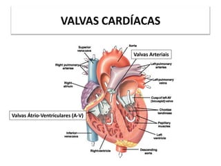 VALVAS CARDÍACAS
Valvas Átrio-Ventriculares (A-V)
Valvas Arteriais
 