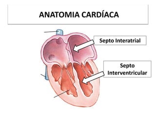 ANATOMIA CARDÍACA
Septo Interatrial
Septo
Interventricular
 