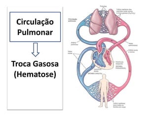 Circulação
Pulmonar
Troca Gasosa
(Hematose)
 