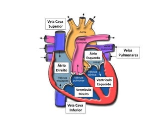 Átrio
Direito
Veia Cava
Superior
Veia Cava
Inferior
Ventrículo
Direito
Ventrículo
Esquerdo
Átrio
Esquerdo
Veias
Pulmonares
 
