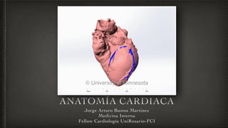 ANATOMÍA CARDIACA 
Jorge Arturo Bustos Martinez 
Medicina Interna 
Fellow Cardiología UniRosario-FCI 
 