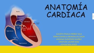 Anatomia cardiaca