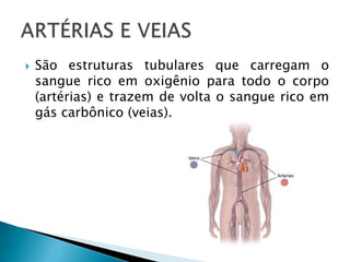  São estruturas tubulares que carregam o
sangue rico em oxigênio para todo o corpo
(artérias) e trazem de volta o sangue rico em
gás carbônico (veias).
 