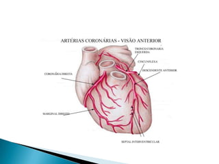Anatomia Cardíaca.pdf