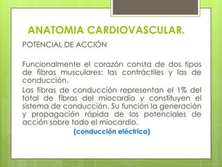 ANATOMIA CARDIOVASCULAR.<br />POTENCIAL DE ACCIÓN<br />Funcionalmente el corazón consta de dos tipos de fibras musculares:...