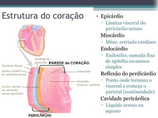Estrutura do coração • Epicárdio
▫ Lâmina visceral do
pericárdio seroso
• Miocárdio
▫ Músc. estriado cardíaco
• Endocárdio
▫ Endotélio; camada fina
de epitélio escamoso
simples
• Reflexão do perdicárdio
▫ Ponto onde termina o
visceral e começa o
parietal (continuidade)
• Cavidade pericárdica
▫ Líquido seroso ou
aquoso
 