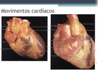Movimentos cardíacos
 