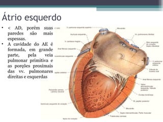 Átrio esquerdo
• < AD, porém suas
paredes são mais
espessas.
• A cavidade do AE é
formada, em grande
parte, pela veia
pulmonar primitiva e
as porções proximais
das vv. pulmonares
direitas e esquerdas
 