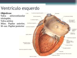 Ventrículo esquerdo
Objetivos:
Valva atrioventiucular
tricúspide;
Valva aórtica
Músc. Papilar anterior,
M~usc. Papilar posterior
 