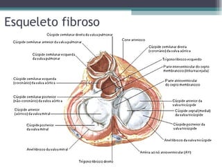 Esqueleto fibroso
 