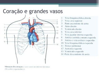 Coração e grandes vasos
 