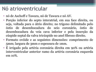 Nó atrioventricular
• nó de Aschoff e Tawara, nó de Tawara e nó AV.
• Porção inferior do septo interatrial, em sua face direita, ou
seja, voltada para o átrio direito; no trígono delimitado pelo
óstio de desembocadura do seio coronário, óstio de
desembocadura da veia cava inferior e pela inserção da
cúspide septal da valva tricúspide no anel fibroso direito.
• Formato ovóide e as seguintes dimensões: comprimento de
5mm; largura de 3mm e espessura de 1mm.
• É irrigado pela artéria coronária direita em 90% ou artéria
interventricular anterior ramo da artéria coronária esquerda
em 10%.
 
