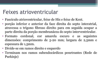 Feixes atrioventricular
• Fascículo atrioventricular, feixe de His e feixe de Kent.
• porção inferior e anterior da face direita do septo interatrial,
atravessa o trígono fibroso direito para em seguida ocupar a
parte direita da porção membranácea do septo interventricular.
• Formato cordonal, cor amarela escuro e as seguintes
dimensões: comprimento de 5-20 mm; largura de 2,5mm e
espessura de 1,5mm.
• Divide-se em ramos direito e esquerdo
• Terminam nos ramos subendocárdicos penetrantes (Rede de
Purkinje)
 