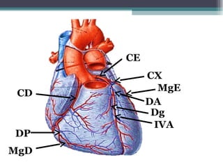 CD
DP
MgD
CE
CX
MgE
DA
Dg
IVA
 