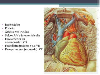 • Base e ápice
• Posição
• Átrios e ventrículos
• Sulcos A-V e interventricular
• Face anterior ou
esternocostal: VD
• Face diafragmática: VE e VD
• Face pulmonar (esquerda): VE
 